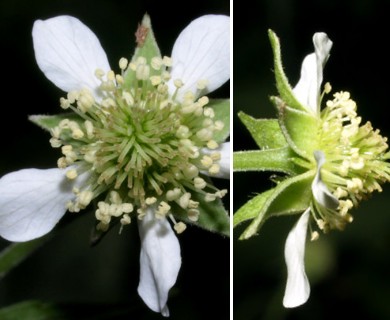 Geum canadense