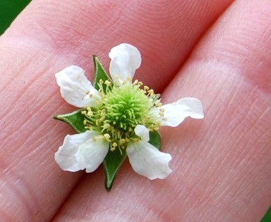 Geum laciniatum