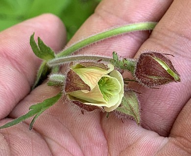 Geum rivale