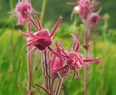 Geum triflorum