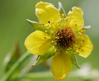 Geum urbanum