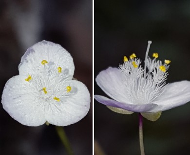 Gibasis pellucida