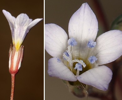 Gilia ochroleuca