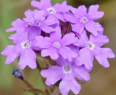 Glandularia aristigera