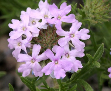 Glandularia bipinnatifida