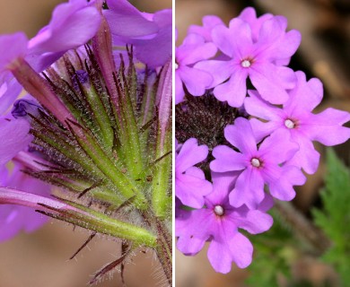 Glandularia canadensis