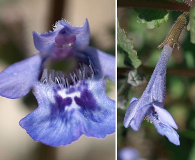 Glechoma hederacea