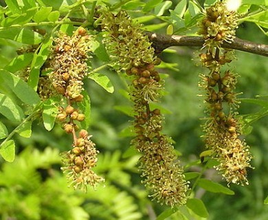 Gleditsia triacanthos