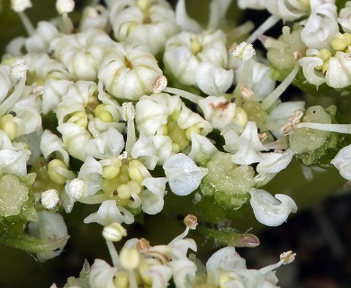 Glehnia littoralis