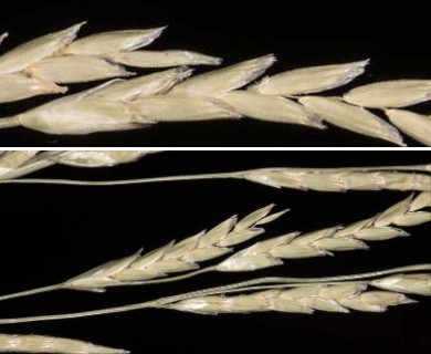 Glyceria septentrionalis