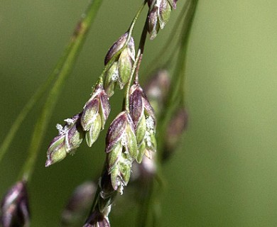 Glyceria striata