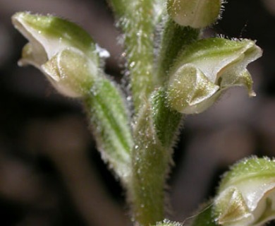 Goodyera oblongifolia