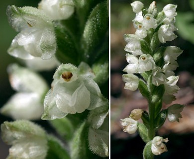 Goodyera pubescens