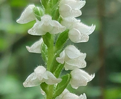 Goodyera tesselata