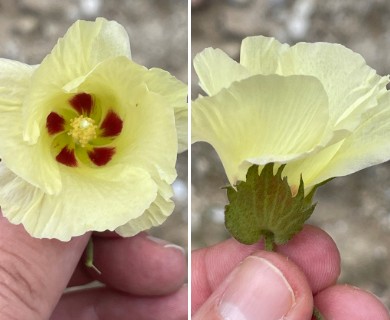 Gossypium davidsonii