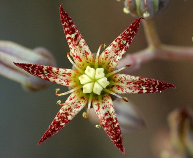 Graptopetalum rusbyi