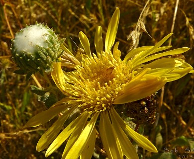 Grindelia hirsutula