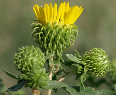 Grindelia squarrosa