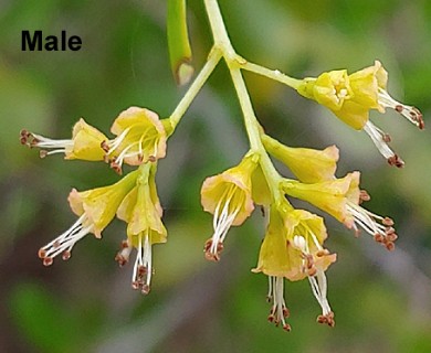 Guapira discolor