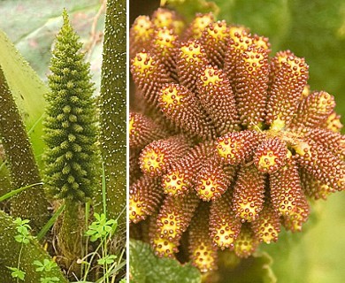 Gunnera tinctoria