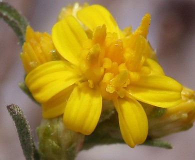 Gutierrezia sarothrae