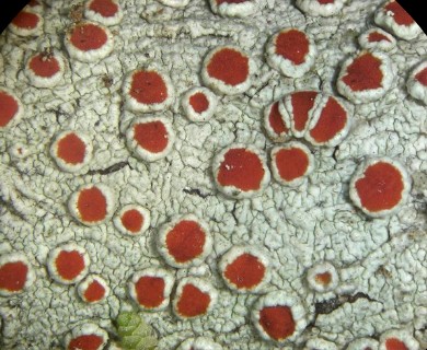 Haematomma flexuosum