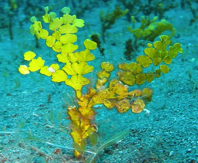 Halimeda incrassata