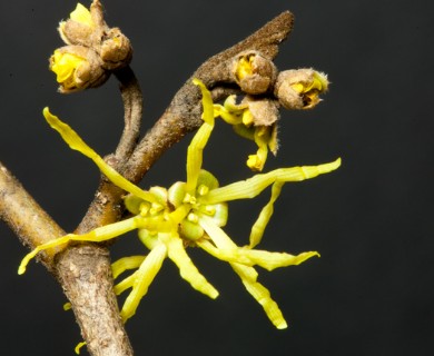 Hamamelis virginiana