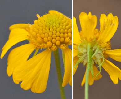 Helenium amarum