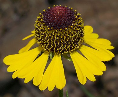 Helenium flexuosum