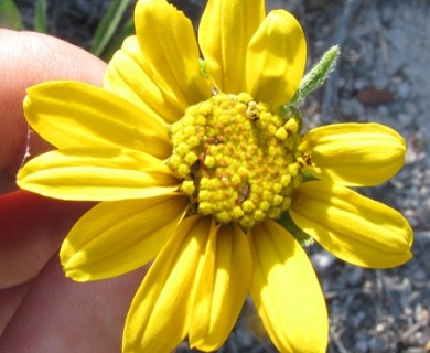 Helianthella californica