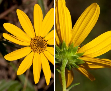 Helianthus angustifolius