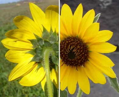 Helianthus annuus