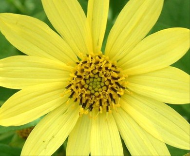 Helianthus decapetalus