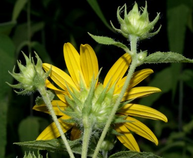 Helianthus divaricatus