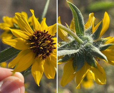 Helianthus exilis