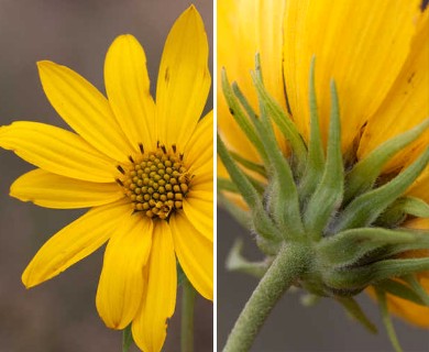 Helianthus grosseserratus