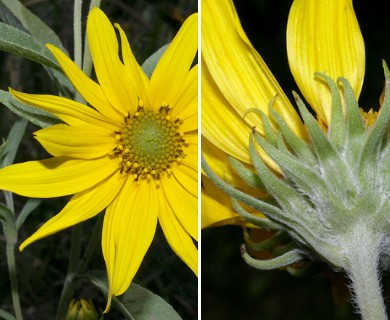 Helianthus maximiliani