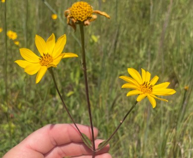 Helianthus occidentalis