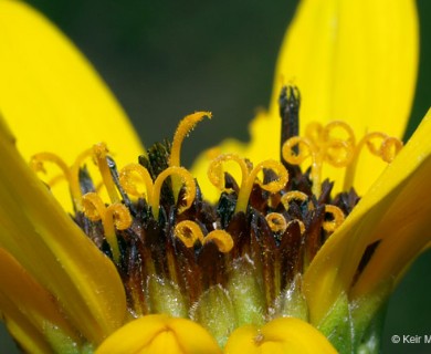 Helianthus pauciflorus