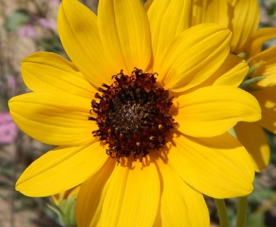 Helianthus petiolaris