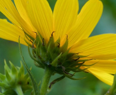 Helianthus strumosus