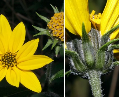 Helianthus tuberosus