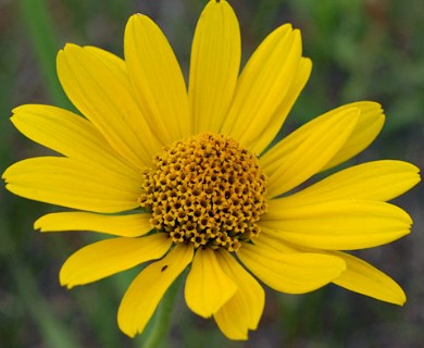 Heliopsis helianthoides