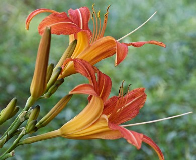 Hemerocallis fulva