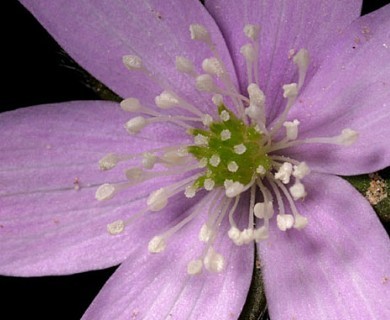 Hepatica acutiloba