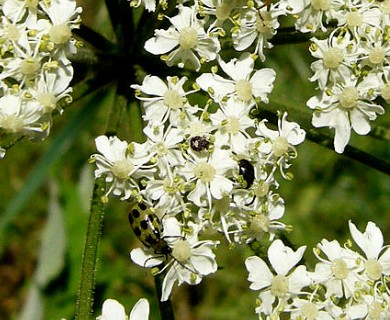 Heracleum maximum