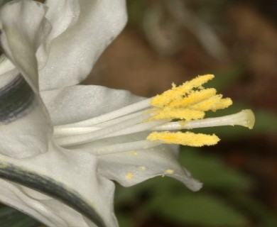 Hesperocallis undulata