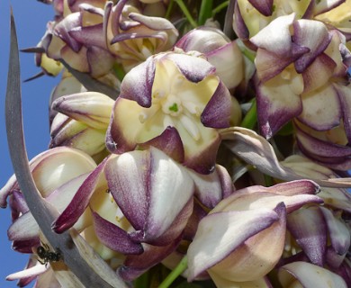 Hesperoyucca whipplei