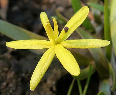 Heteranthera dubia